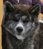 Photo de Yuuka, second chien japonais Akita Inu de ce tableau animalier